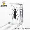 Artesanías de especímenes, insectos reales, escarabajo ciervo, escorpión, escarabajo, araña, regalos de enseñanza de ciencias biológicas, adornos de resina