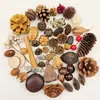 Pinha de fruta seca semente de bolota espécime planta decorativa fruta flor seca feita à mão material diy jardim de infância natural