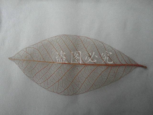 A027橡胶叶脉(6)