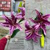 Fábrica de flores de Nochevieja 2025 EVA 3 grandes lirios boda hogar suave flor falsa al por mayor