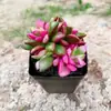 Base de planta suculenta autoproducida y autovendida al por mayor suculentas pequeñas combinación de flores plantas en maceta plantas carnosas Lithops Haworthia
