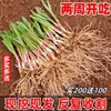 Mudas de raiz de alho-poró raiz de alho-poró vegetal raiz torrões grandes vaso grande folhas largas únicas alho-poró raiz vermelha comestível varanda plantio de vegetais mamãe aproveitar
