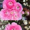 Bulbos Autênticos Importados de Botão-de-Ouro de Flores Dobradas, Lisianthus, Mudas de Peônia Folha de Aipo, Florais Perfumados para Vasos de Varanda