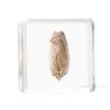 Artesanía Jingling Muestras Biológicas Acuáticas Conchas de Caracol Peces Camarones Cangrejos Regalos de Educación Científica Adornos de Resina Caja Sorpresa