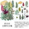 15 tipos de hojas secas colección de especímenes de plantas pegatinas de hojas reales flores reales flores secas lámpara de mesa repujada marcapáginas flores pintura