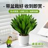 Planta Verde de Escritório em Vaso para Interior Sala de Estar Belo Estilo Creme Pequena Planta em Vaso Fácil de Manter para Pessoas Preguiçosas em Todas as Estações e Absorve Formaldeído