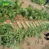 Rabanete Doce Crocante Sementes de Rabanete Frutífero Horta Horta Legumes Frescos Doce e Picante Delicioso Tipo Fruta Suculento Sementes de Rabanete Verde
