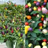 Mudas Coloridas de Pimenta em Vaso São Comestíveis e Ornamentais, Mudas de Pimenta Coloridas e Levemente Picantes São de Alta Produtividade e Podem Ser Plantadas em Massa por Pessoas Preguiçosas em Todas as Estações