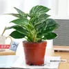 Plantas en Maceta Diamante Dorado, Plantas Verdes Diamante Platino, Plantas Verdes de Hoja Grande Hidropónicas, Suculentas, Flores Fáciles de Cuidar y Bonsáis para la Oficina