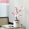 Wanfang Coroa da Longevidade Flor Begônia em Vaso Resistente ao Frio Seda de Jade Colorida Muda de Jardim Velho Tronco Flor de Bonsai Planta Anã