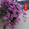 Bonsái Grande de Buganvilia de Flor Doble con Flores, Enviado en Múltiples Colores, Planta Trepadora de Floración Cuatro Estaciones
