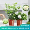 Dropshipping Mudas de Jasmim Semente de Tigre em Vaso com Botões Interior Pétalas Duplas Pila Antiga Fragrante Jardim de Nove Mil Gardenia Florindo em Todas as Estações
