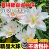 Bulbos de Lírio São Fáceis de Cultivar e Manter o Ano Todo, Adequados para Varandas Internas e Externas, Plantas em Vasos de Flores de Lírio Fragrantes Extra-Grandes Importadas