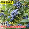 Semillas de Arándano para Plantar en el Norte y Sur, Plantas de Maceta para Balcón, Plantones de Árboles Frutales del Norte, Plantones de Árboles Frutales, Plantas de Arándano en Maceta