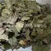 Material Medicinal Chino Hojas de Eucommia Ulmoides en Stock, Limpias y Libres de Impurezas, Gran Suministro de Eucommia Ulmoides, Varios Materiales Medicinales de Espalda Fría, Gran Cantidad y Excelente Precio