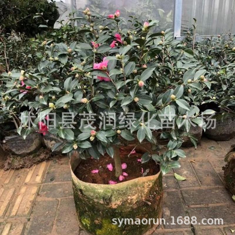 茶梅09JPG