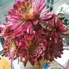 Manejar plantas al por mayor Mage Mage Suculentas Suculentas Multicabezales Tronco de Árbol Viejo Suculentas Mago Negro Lede Espécimen Único Otro