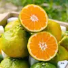 Mandarinas Yunnan Fuyu 5kg Fruta Fresca de Temporada Caja Entera Envío Gratis Venta Directa