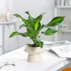 Planta de Madeira de Ferro Iemenita Coração Dourado para Sala de Estar Interna e Mesa de Escritório, Sempre Verde, Purificadora de Ar, Absorvente de Formaldeído