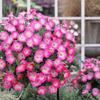 Semillas de Petunia Colgante Importadas, Plantas de Maceta de Petunia Colgante Fáciles de Cultivar, Semillas de Flores para Todas las Estaciones, Tasa de Germinación 80%