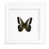 Marco de Fotos con Espécimen de Mariposa Real Mariposa Cola de Golondrina Banda Verde Regalo de Cumpleaños Día del Maestro Regalo de Graduación Regalo de Vacaciones Decoración de Escritorio