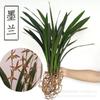 Plántulas de Orquídeas, Orquídeas de Primavera, Orquídeas de Tinta, Ventas Directas, Fácil de Cultivar, Florales de Grado Especial Tianxiangsu, Plantas Verdes de Interior, Bonsái en Maceta