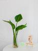 Planta Estrelícia-reginae Hidropônica, Planta Verde Grande, Estrelícia-reginae Cultivada na Água em Vaso, Mesa de Escritório Sala de Estar, Florais Floridos em Todas as Estações