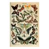 Pôster de Espécime de Inseto Borboleta Ilustrado Planta Cogumelo Sala de Estar Quarto Decoração de Casa Pintura Tela Pintura Pendurada Atacado