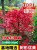 Venta minorista de plántulas de arce rojo chino, plantas de tocón viejo para jardín Danza Roja Japonesa de cuatro estaciones, resistentes al frío para exteriores para villas, regiones del sur