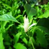 Una Flor de Orquídea Amarilla Fragante con Capullos, Orquídea Blanca en Maceta Plantas Verdes de Interior y Exterior Que Florecen Bien en Todas las Estaciones