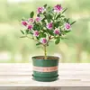 Orquídea Phalaenopsis, Planta Ornamental de Interior, Planta Resistente ao Frio, Planta Florífera, Tronco Velho com Botões, Mudas de Flores Grandes e Pequenas, Planta em Vaso, Bonsai de Fragrância Forte