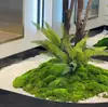 Planta Verde Pie de Pollo Arce Falso Arce Verde Árbol de Arce Árbol Falso Paisaje Escenario Escaparate Sala de Té Escaparate Decoración de Plantas Adorno