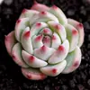Base de planta suculenta autoproducida y autovendida al por mayor suculentas pequeñas combinación de flores plantas en maceta plantas carnosas Lithops Haworthia