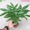 [Venta Directa Base] Árbol del Dinero de un Solo Poste Multiespecificación, Árbol del Dinero, Planta de Flor Purificadora Perenne en Todas las Estaciones