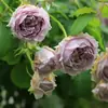 Envío directo de una pieza Plántulas de Flor de Rosa Verde Pálido Enmacetadas Flores Grandes Fragantes Plantas Verdes de Balcón y Patio Florecen en Todas las Estaciones
