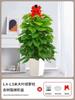 Alimentando Canasta Verde Planta En Maceta Interior Absorbiendo Formaldehído Planta Verde Buena Purificación de Aire Hoja Grande Rosa Verde Sala de Estar Oficina Columna Grande