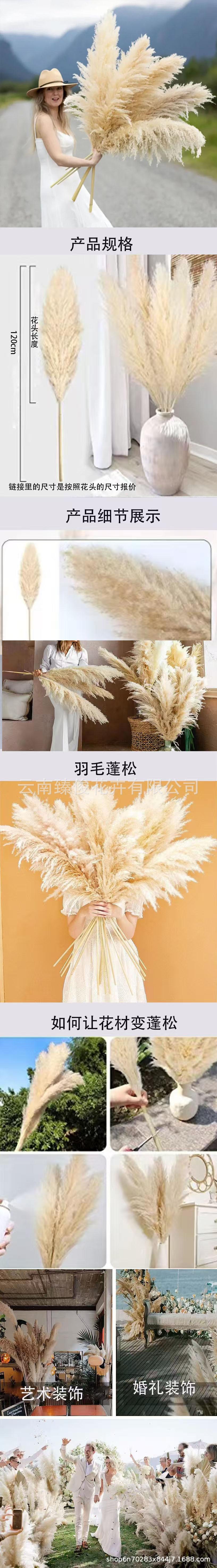 蒲苇11