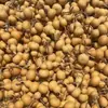 Atacado de Cabaças Defeituosas Naturais Cabaza para Ensino Escolar Prática de Pirografia Pequena Cabaza Pingente Decorativo de Cabaza