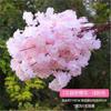 Ramas de Flor de Cerezo Árbol de Flor de Cerezo Decoración de Boda Flor de Durazno Flor de Pera Sala de Estar Techo de Piso a Techo Flor Artificial Enredadera Pared Simulación Flor de Cerezo