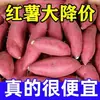 Enviado directamente desde el origen: Batatas super dulces, jugosas y de pulpa dulce. Camotes frescos de la Academia de Ciencias Agrícolas. Al por mayor