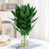 Bambú Guanyin Bambú Rico Plantas Hidropónicas de Bambú Raíz Visible Flores Plantas Verdes Potos Bambú de Maceta para Interiores Cultivo en Agua Envío Gratis