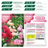 Semillas de Malvarrosa de Flor Doble Florecen en Todas las Estaciones, Cosmos de Exterior Semillas de Flores Fáciles de Cultivar, Semillas de Flores para Jardín de Verano