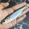 Estoque Disponível Transfronteiriço Isca Macia Realista de Cavala Impressa em 3D 15cm/33g Pvc Isca Macia Biomimética para Pesca em Mar e Pesca de Barco