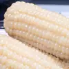 10 Piezas de Maíz Amarillo Glutinoso del Noreste, Empacado al Vacío, Maíz Glutinoso Dulce Fresco, Suave y Pegajoso, Sin OGM, Mazorcas de Maíz Pegajosas
