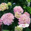 Semillas de Hortensia, Semillas de Flor Endless Summer, Plantas Perennes Resistentes al Frío y al Calor para Macetas de Patio y Balcón para Sembrar en Todas las Estaciones