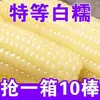 Maíz blanco ceroso del noreste, mazorcas de maíz dulces y pegajosas, envasado al vacío, sin OGM, maíz listo para comer, 250g+ mazorcas grandes