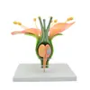 Flor de Gêmeos (Flor de Maçã) Estame da Flor Estrutura da Planta Estrutura Ampliada Modelo de Anatomia Display de Ensino Biológico