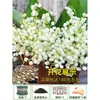 Bulbos y semillas de lirio de los valles, flores en maceta, plantas verdes para uso interior y exterior, resistentes al frío y a las heladas, fáciles de cuidar, florece todo el año, planta fragante