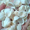 Oferta Especial Decoración del Hogar Concha Natural de Caracola Vieira Decoración de Acuario Base de Arena Marina Adorno Cola de Pájaro Almeja Vieira Blanca Mini