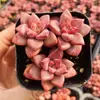 Base de planta suculenta autoproducida y autovendida al por mayor suculentas pequeñas combinación de flores plantas en maceta plantas carnosas Lithops Haworthia
